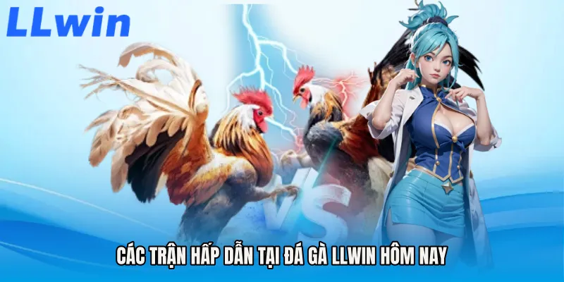 Các trận hấp dẫn tại Đá gà LLWIN hôm nay
