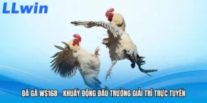 Đá Gà WS168 - Khuấy Động Đấu Trường Giải Trí Trực Tuyến
