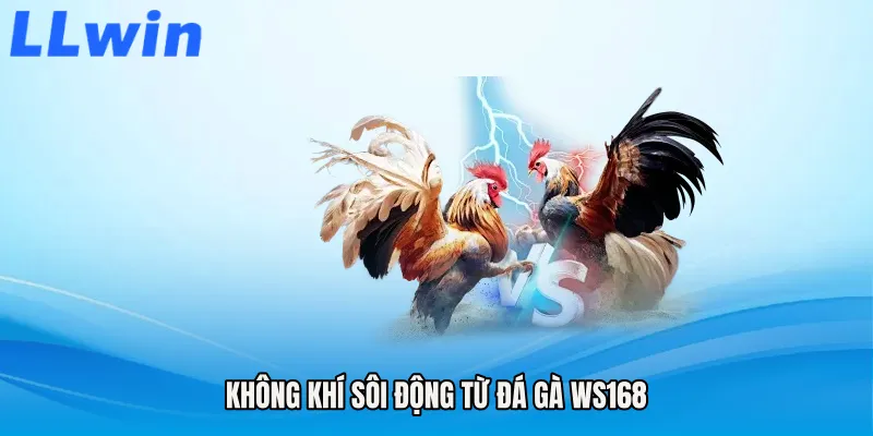 Không khí sôi động từ Đá gà WS168